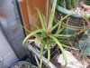 Aloe delphinensis