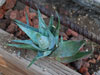 Aloe deltoideodonta