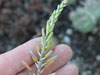 Aloe deltoideodonta