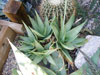 Aloe deltoideodonta