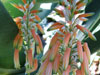 Aloe deltoideodonta