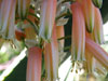 Aloe deltoideodonta