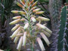 Aloe deltoideodonta