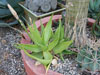 Aloe deltoideodonta