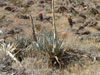 Agave deserti