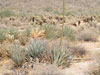 Agave deserti