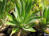 Agave desmetiana