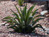 Agave desmetiana