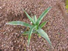 Agave desmetiana