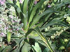 Agave desmetiana