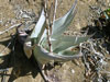 Aloe dhufarensis