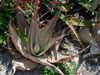 Aloe dhufarensis