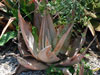 Aloe dhufarensis