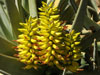 Aloe dichotoma