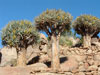 Aloe dichotoma