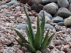 Agave difformis