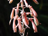 Aloe dinteri