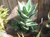 Aloe distans