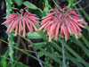 Aloe distans