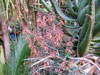 Aloe divaricata