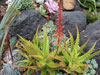 Aloe dorotheae