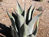 Agave durangensis