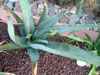 Aloe elegans