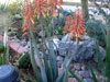 Aloe elegans