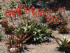 Aloe elgonica