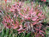 Aloe elgonica