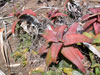 Aloe elgonica