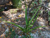 Aloe eminens