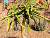 Aloe eminens