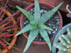 Aloe ericetorum
