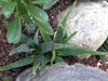 Aloe ericetorum