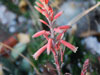 Aloe erythrophylla