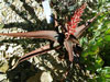 Aloe erythrophylla