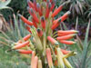 Aloe esculenta