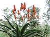 Aloe excelsa