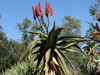 Aloe excelsa