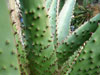 Aloe excelsa