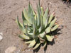 Aloe falcata