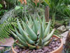 Aloe falcata