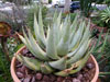 Aloe falcata