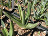 Agave ferdinandi-regis