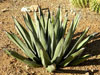 Agave ferdinandi-regis