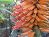 Aloe ferox