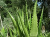 Aloe fibrosa