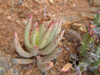 Adromischus filicaulis