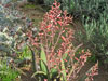 Aloe fleurentiniorum
